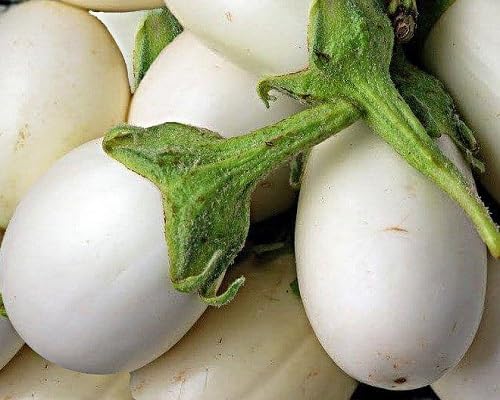 White Eggplant Seeds – Heirloom, Non-GMO, High Germination Organic Garden Seeds Planting