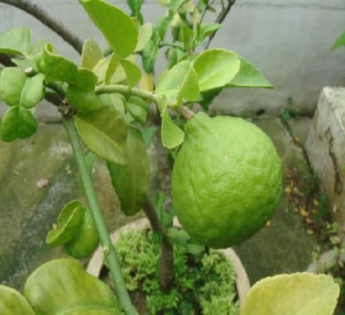 Kaffir Lime Seeds Green – Heirloom, Non-GMO, High Germination Organic Garden Seeds