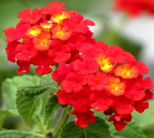 lantana flower red heirloom non-gmo seeds