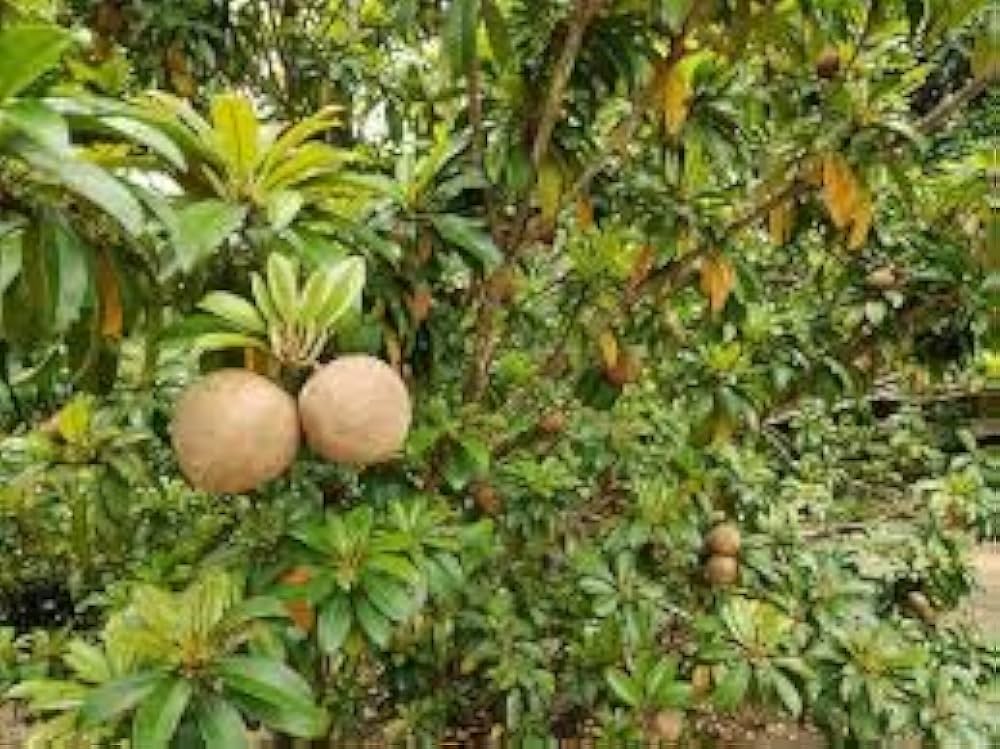 nageia nageia flower seeds