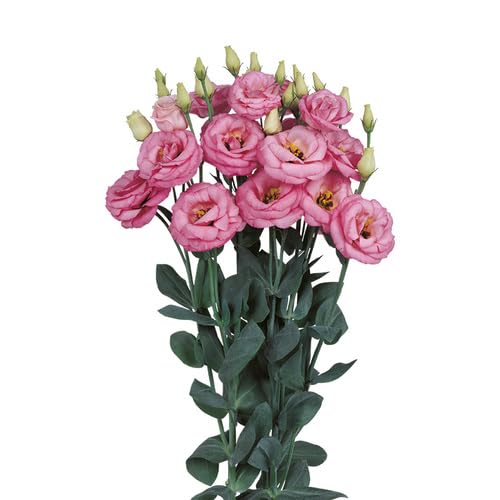 Pink Estoma Flower Seeds Heirloom Non-GMO High Germination Organic Garden Seeds for Planting