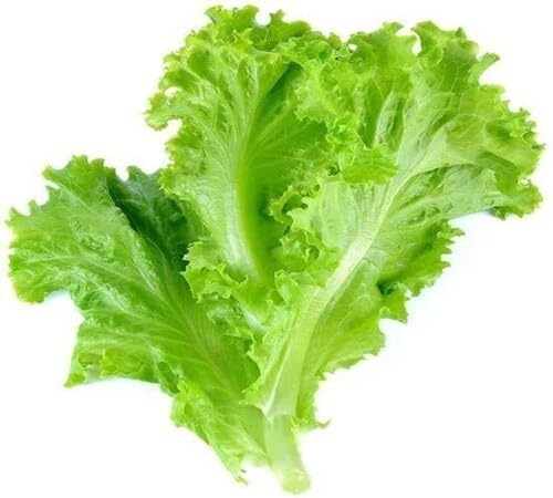 Lettuce Green Seeds – Heirloom, Non-GMO, High Germination Organic Garden Seeds Planting