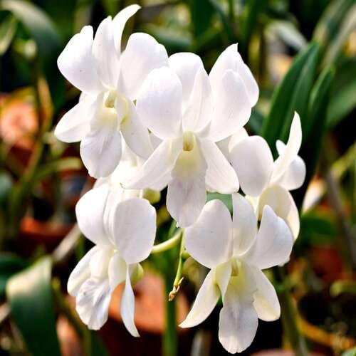 Phalaenopsis Flower Seeds White – Heirloom Non-GMO High Germination Organic Garden Seeds