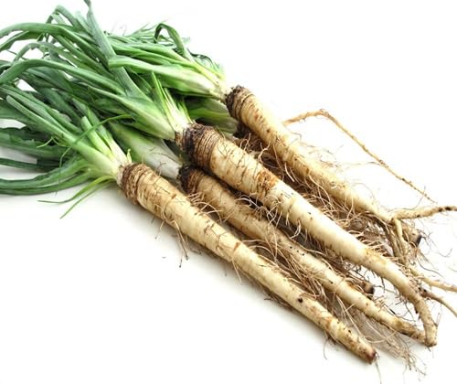 Salsify Seeds – Heirloom, Non-GMO, High Germination Organic Garden Seeds Planting