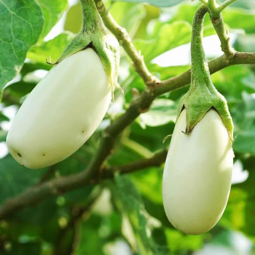 White Brinjal Seeds – Heirloom, Non-GMO, High Germination Organic Garden Seeds Planting