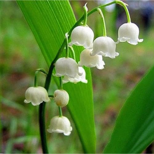 White Coral Bells Flower Seeds – Heirloom Non-GMO High Germination