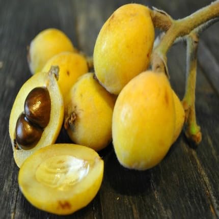 Yellow Loquat Seeds – Heirloom, Non-GMO, High Germination Organic Garden Seeds