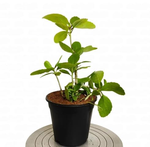 greenbryophyllumpinnatumheirloomnongmo flower seeds