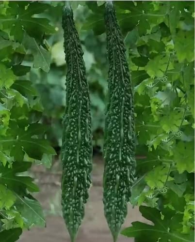 Green Bitter Melon – Heirloom, Non-GMO, High Germination Organic Garden Seeds Planting