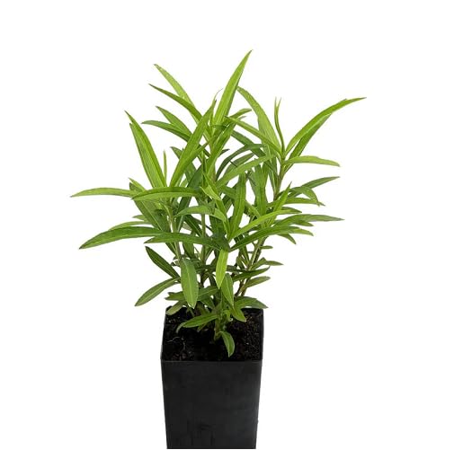 green tarragon flower seeds