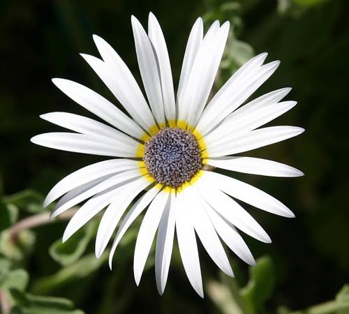 White Arctotis Flower Seeds Heirloom Non-GMO High Germination Organic Garden Seeds