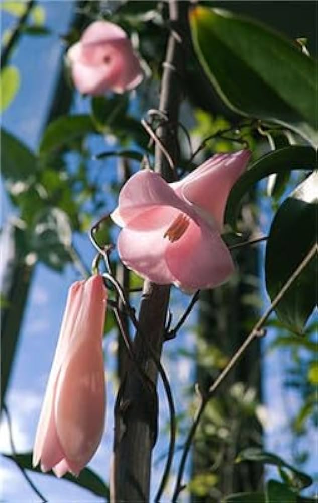 rare bellflower flower seeds