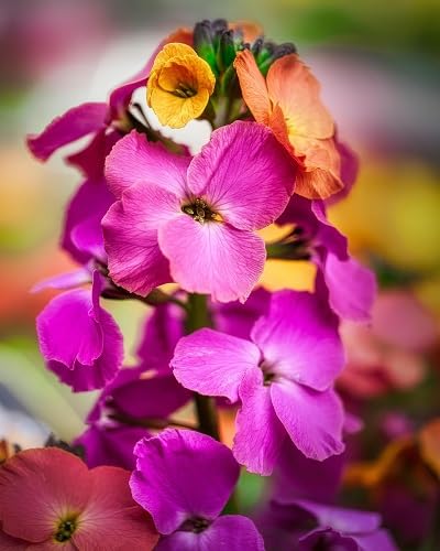 Semillas de flores de alhelí rosa – cimiente, sin OMG, alta germinación, semillas de jardín orgánicas para plantar