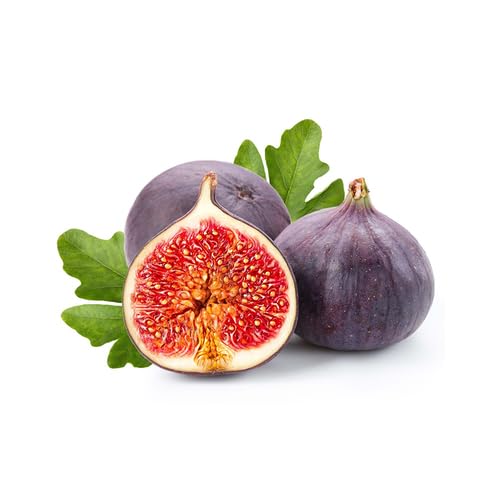 Purple Fig Seeds – Heirloom, Non-GMO, High Germination Organic Garden Seeds