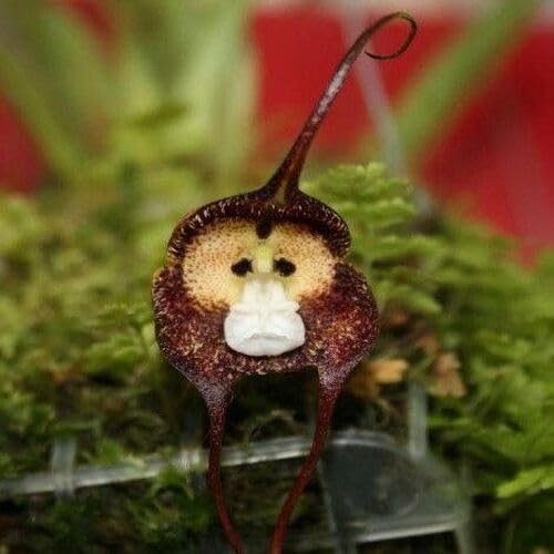 Monkey Orchid Flower Seeds – Heirloom, Non-GMO, High Germination Organic Garden Seeds for Planting