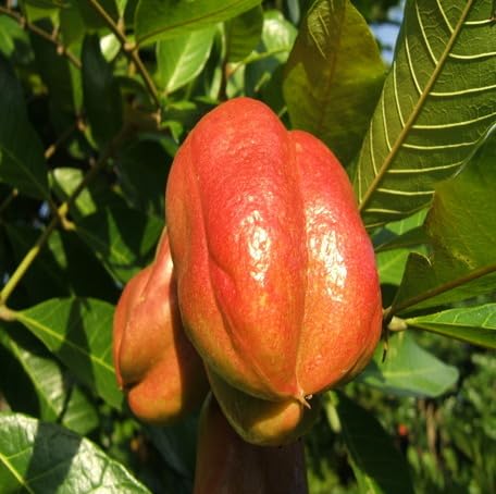 Red Ackee Seeds – Heirloom, Non-GMO, High Germination Organic Garden Seeds