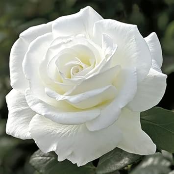 roseflowerwhiteheirloomnongmo flower seeds