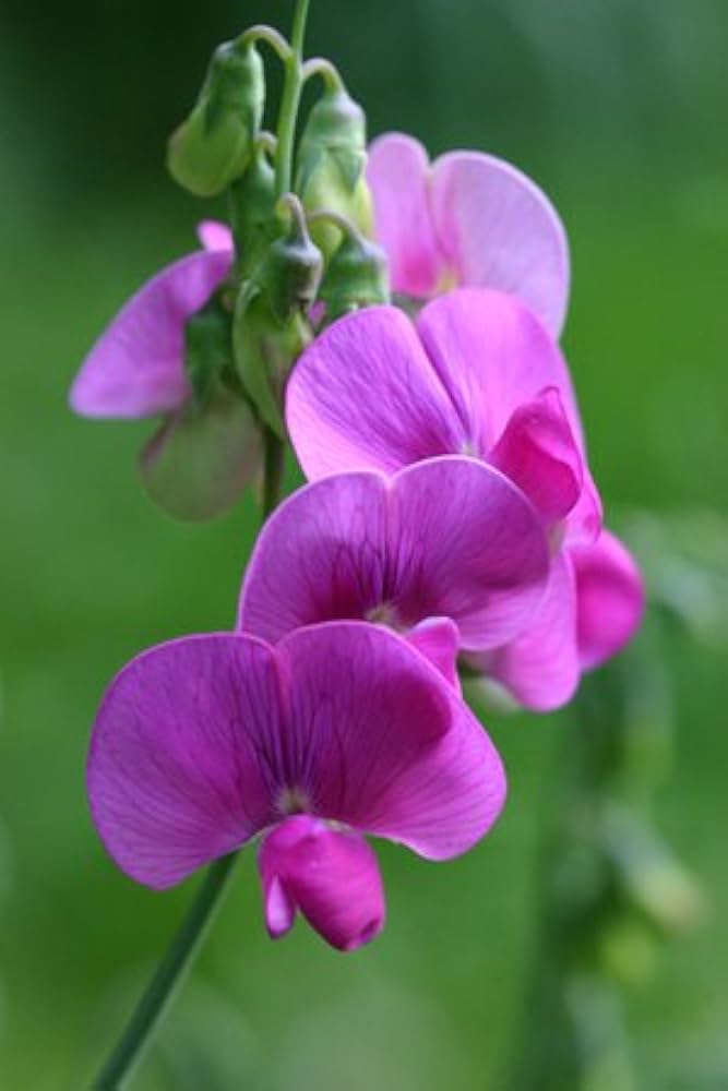 Purple Lathyrus Odoratus Flower Seeds Heirloom Non-GMO High Germination Organic Garden Seeds for Planting