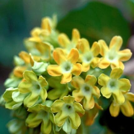 Telosma Cordata Flower Seeds Yellow – Heirloom, Non-GMO, High Germination Organic Garden Seeds for Planting