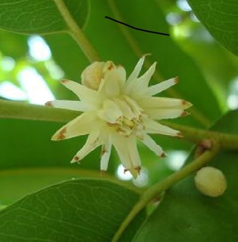 White Magizham Flower Seeds Heirloom Non-GMO High Germination Organic Garden Seeds for Planting