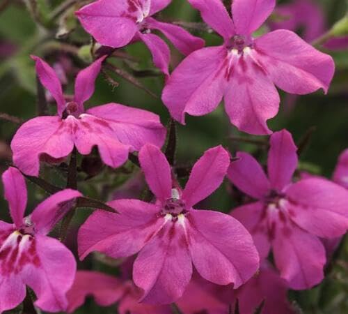 Pink Lobelia Flower Seeds – Heirloom, Non-GMO, High Germination Organic Garden Seeds for Planting