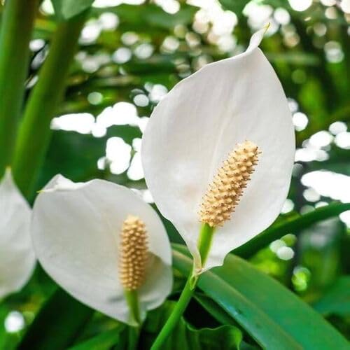 whitespathiphyllumflowerheirloomnongmo flower seeds