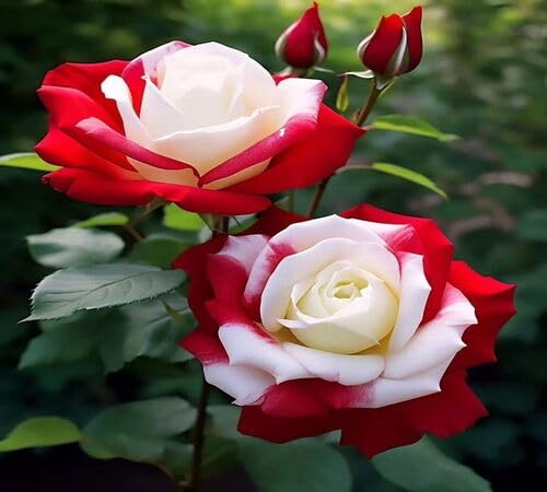 Red White Rose Flower Seeds – Heirloom, Non-GMO, High Germination Organic Garden Seeds for Planting