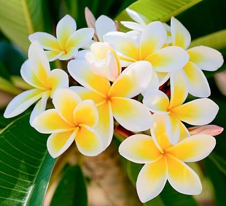 yellow frangipani flower heirloom non-gmo seeds
