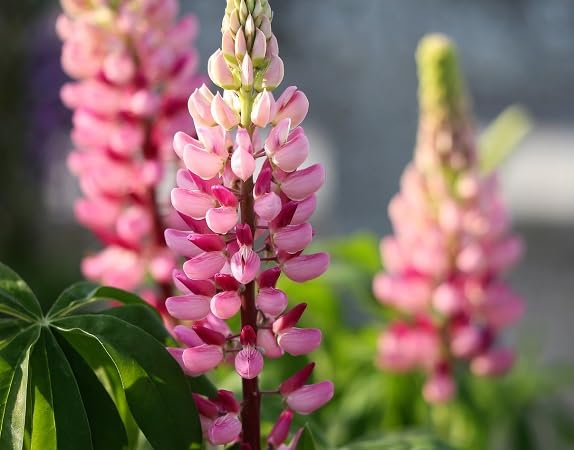 Lupine Flower Seeds – Heirloom, Non-GMO, High Germination Organic Garden Seeds for Planting