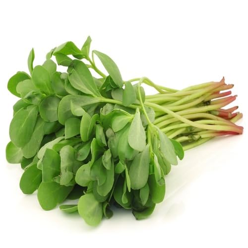 Green Purslane Seeds for Planting (Heirloom, Non-GMO) High Germination Organic Garden Seeds