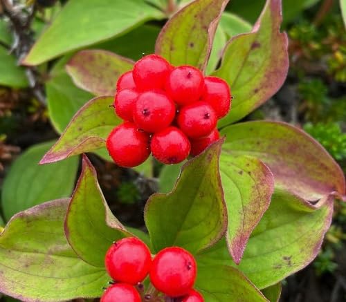 Red Bunchberry Seeds for Planting Heirloom Non-GMO High Germination Organic Garden Seeds