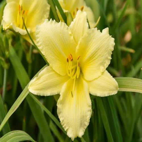 Yellow Hemerocallis Flower Seeds – Heirloom Non-GMO High Germination Organic Garden Seeds