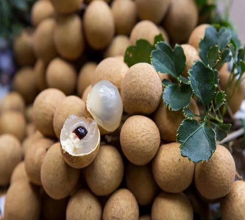 Litchi Seeds – Heirloom, Non-GMO, High Germination Organic Garden Seeds