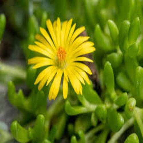 Yellow Delosperma Flower Seeds – Heirloom Non-GMO High Germination Organic Garden Seeds