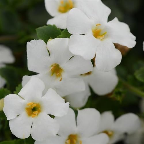White Bacopa Utopia Flower Seeds Heirloom Non-GMO High Germination Organic Garden Seeds