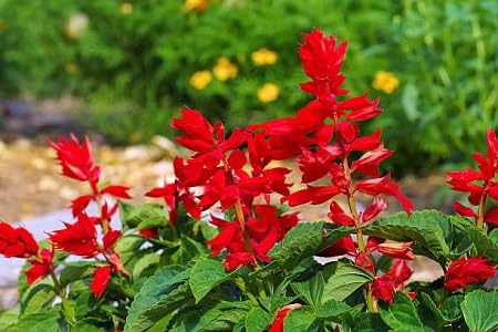 Salvia Flower Seeds Red – Heirloom Non-GMO High Germination Organic Garden Seeds