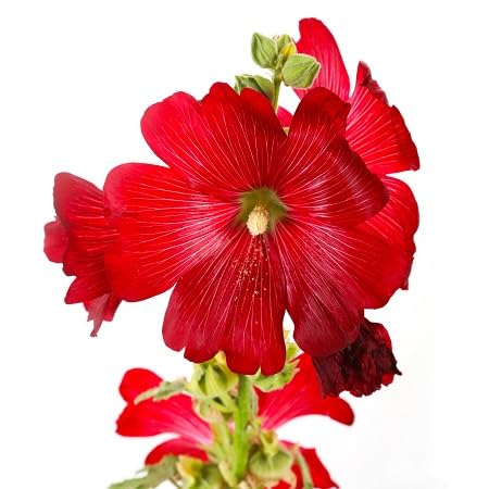 Hollyhock Flower Seeds – Heirloom, Non-GMO, High Germination Organic Garden Seeds for Planting
