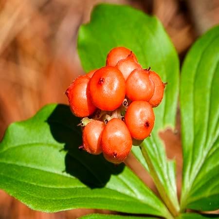 Bunchberry Fruit Seeds for Planting Heirloom Non-GMO High Germination Organic Garden Seeds