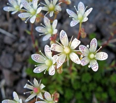 Saxifrage Flower Seeds White Heirloom Non-GMO High Germination Organic Garden Seeds for Planting