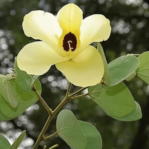 Yellow Bell Orchid Flower Seeds for Planting – Heirloom, Non-GMO, High Germination Organic Garden Seeds