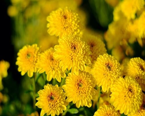 yellow chrysanthemum flower seeds