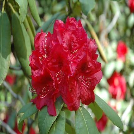 Rhododendron Flower Seeds for Planting – Heirloom Non-GMO High Germination Organic Garden Seeds