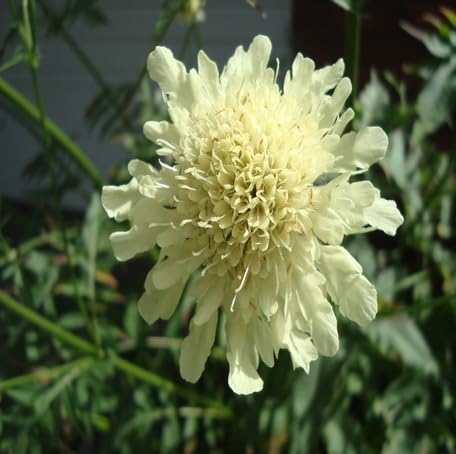 White Cephalaria Flower Seeds – Heirloom, Non-GMO, High Germination Organic Garden Seeds for Planting
