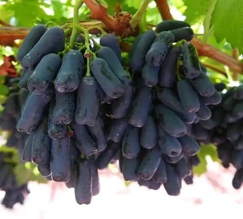 Grapes Seeds Black – Heirloom, Non-GMO, High Germination Organic Garden Seeds
