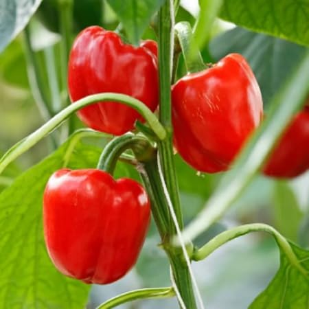 Pepper Seeds – Heirloom, Non-GMO, High Germination Organic Garden Seeds Planting