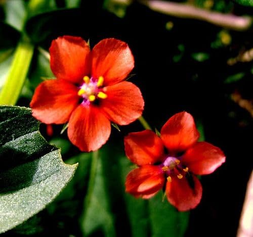 Red Pimpernel Flower Seeds for Planting – Heirloom, Non-GMO, High Germination Organic Garden Seeds