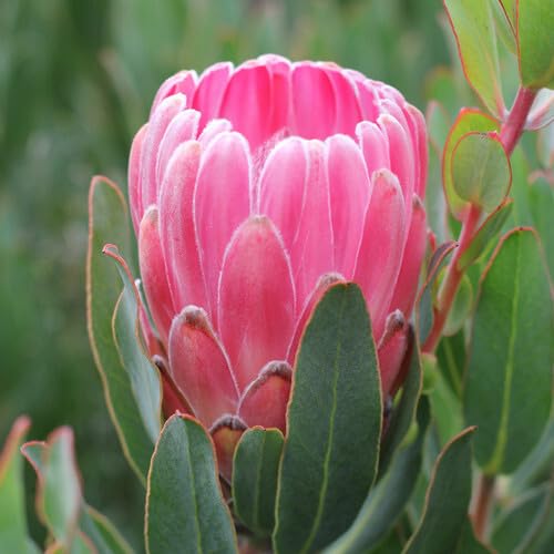 Semillas de Flor Protea Rosa – Cimiente, No Modificadas Genéticamente, Semillas Orgánicas de Jardín de Alta Germinación para Sembrar