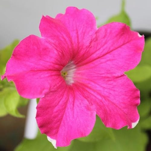Petunia Flower Seeds Heirloom Non-GMO High Germination Organic Garden Seeds for Planting