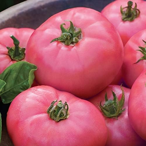 Tomato Pink Seeds – Heirloom, Non-GMO, High Germination Organic Garden Seeds