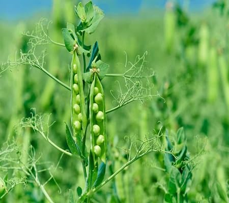 Pea Seeds – Heirloom, Non-GMO, High Germination Organic Garden Seeds Planting
